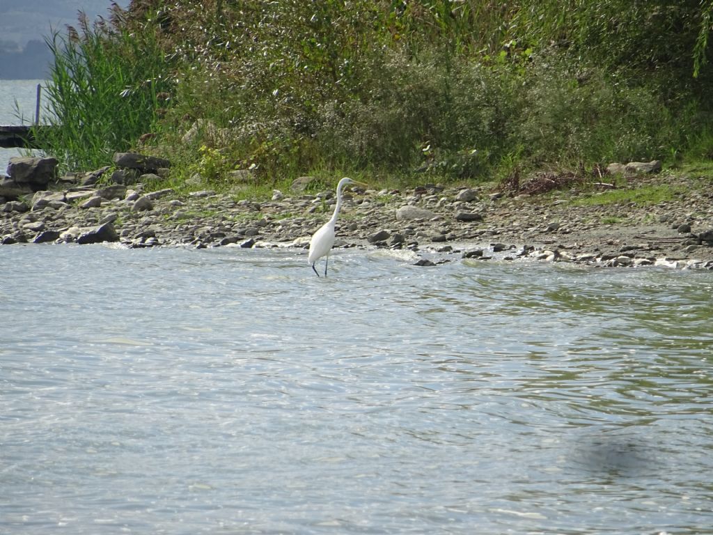 Airone bianco maggiore e Garzetta